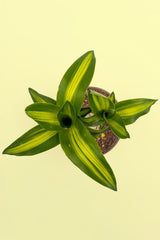 Brazilwood - Plant