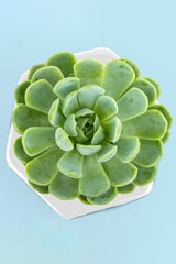 Succulent // SNL Plant