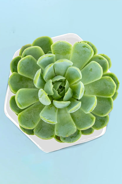 Succulent // Plant