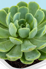Succulent // SNL Plant