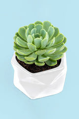 Succulent // SNL Plant