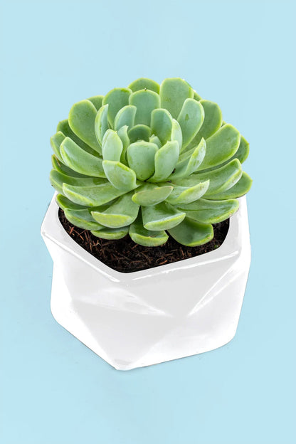 Succulent // Plant