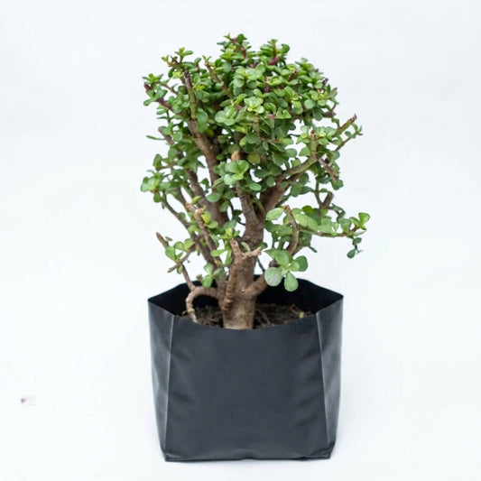 Tree of Abundance
