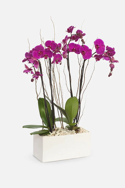 All My Love // Purple Orchid SNL