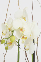 Todo Mi Cariño - Orquídea Blanca TGZ