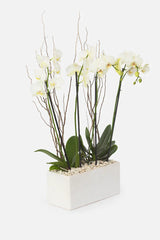 Todo Mi Cariño - Orquídea Blanca TGZ