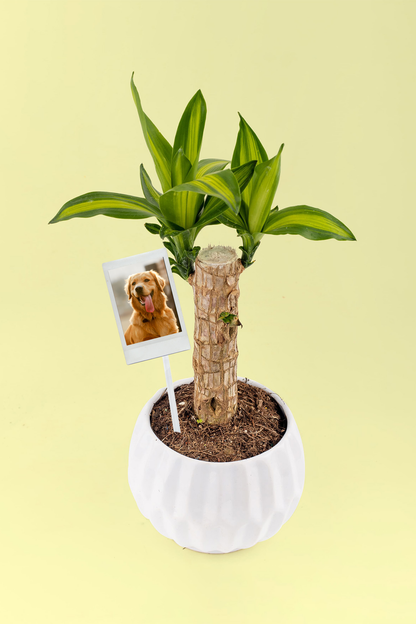 Brazilwood - Plant