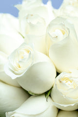 Love and Peace / White Rose