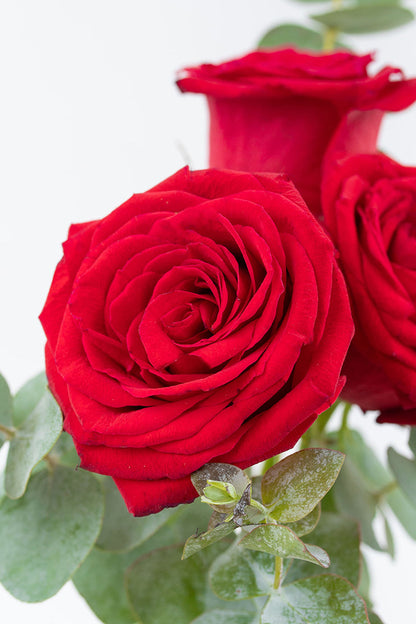 Beautiful // Red Rose 