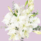 Casa Blanca - Lilium Blanca