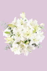Casa Blanca // Lilium Blanca SNL