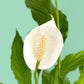 Cuna de Moises // Planta