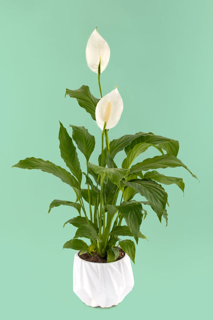 Moses' Cradle SV / Potted Plant