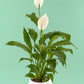 Cuna de Moises // Planta