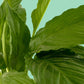 Cuna de Moises // Planta