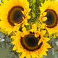 Tres motivos / Girasoles