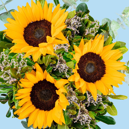 Sonrisa de Sol - Girasoles DGO