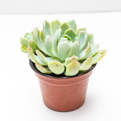 Suculenta