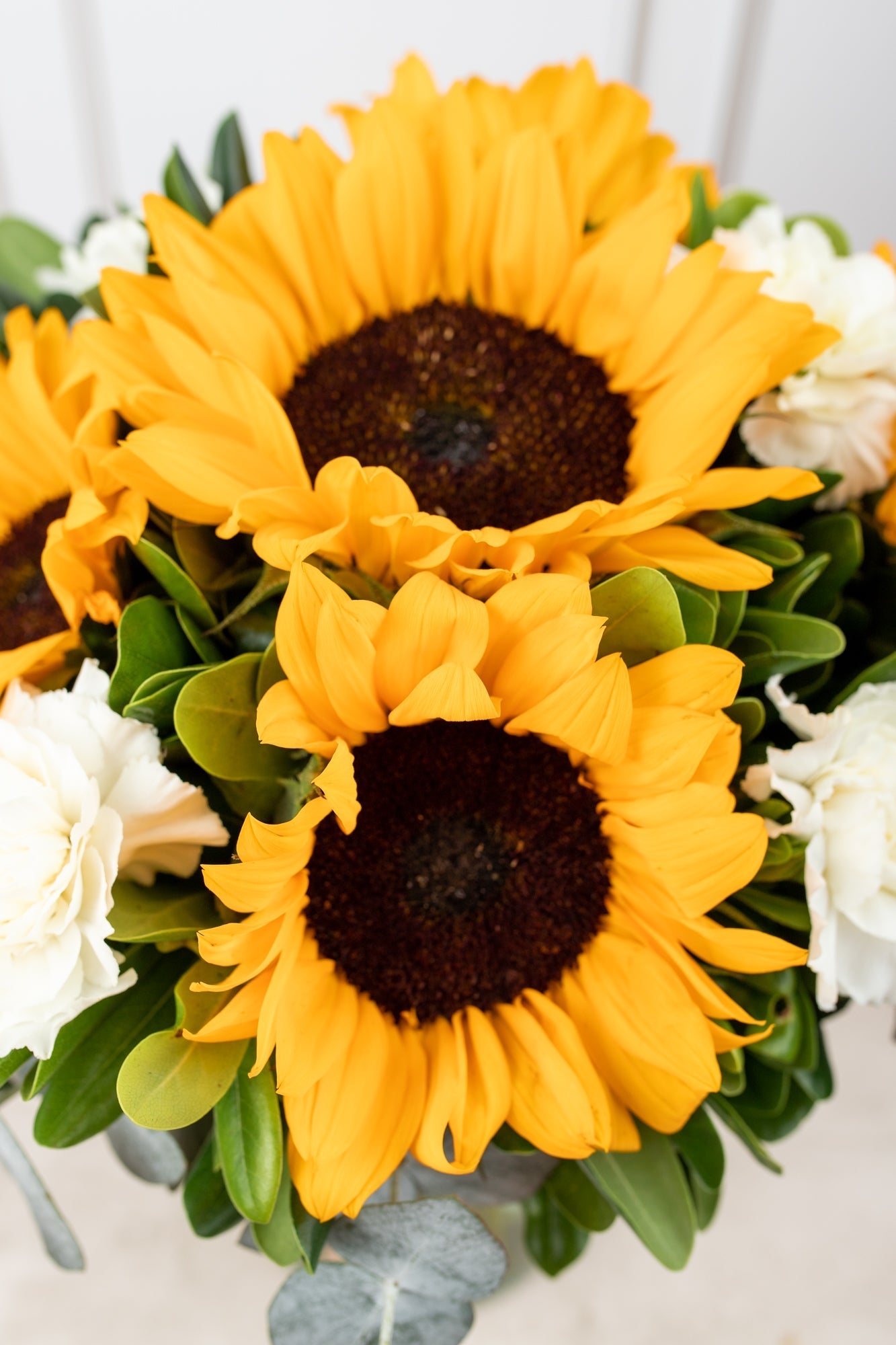 Cuando Calienta el Sol // Girasol y Clavel Blanco