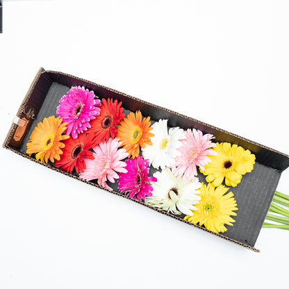 Paquete de Gerbera Multicolor