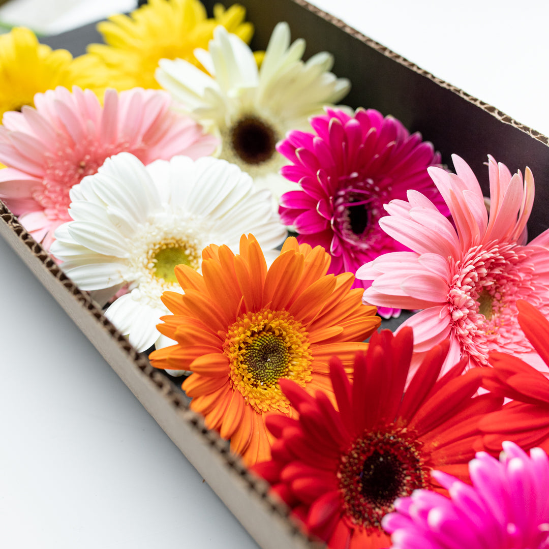 Paquete de Gerbera Multicolor