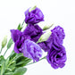 Paquete de Lisianthus Morado