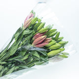 Pink Lilium Package