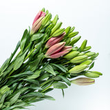Pink Lilium Package
