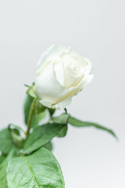Paquete de 24 Rosas Blancas (Praud)