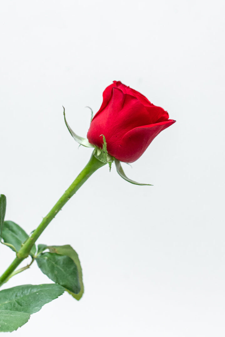 Paquete de 24 Rosas Rojas (Freedom)