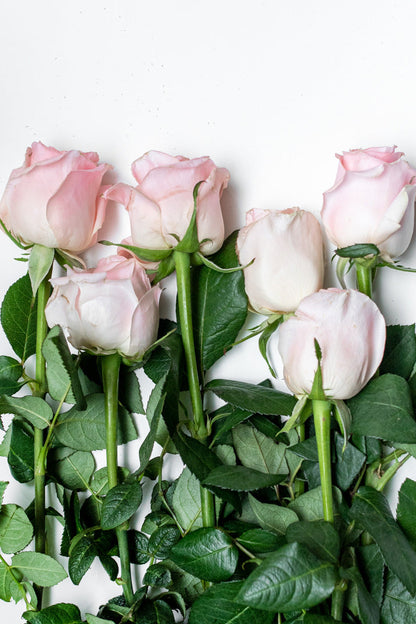 Paquete de 24 Rosas Rosa (Caricia)