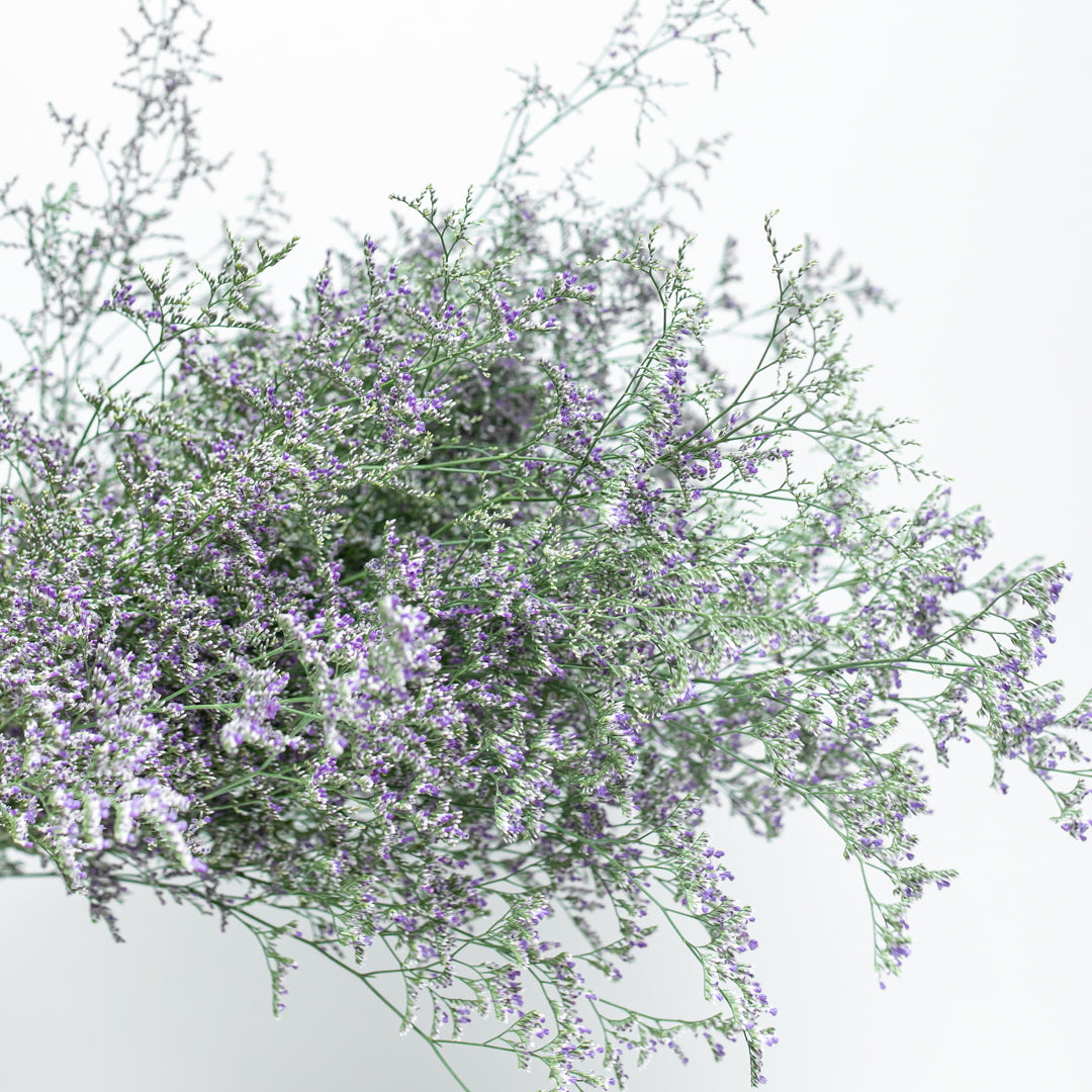 Paquete de Limonium