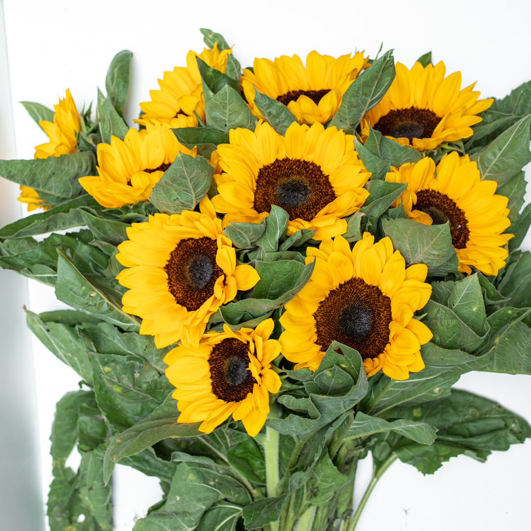 Paquete de Girasol (Vincent o Full Sun)