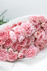 Paquete de Clavel Rosa