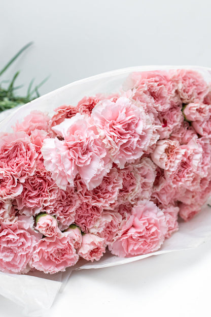 Paquete de Clavel Rosa
