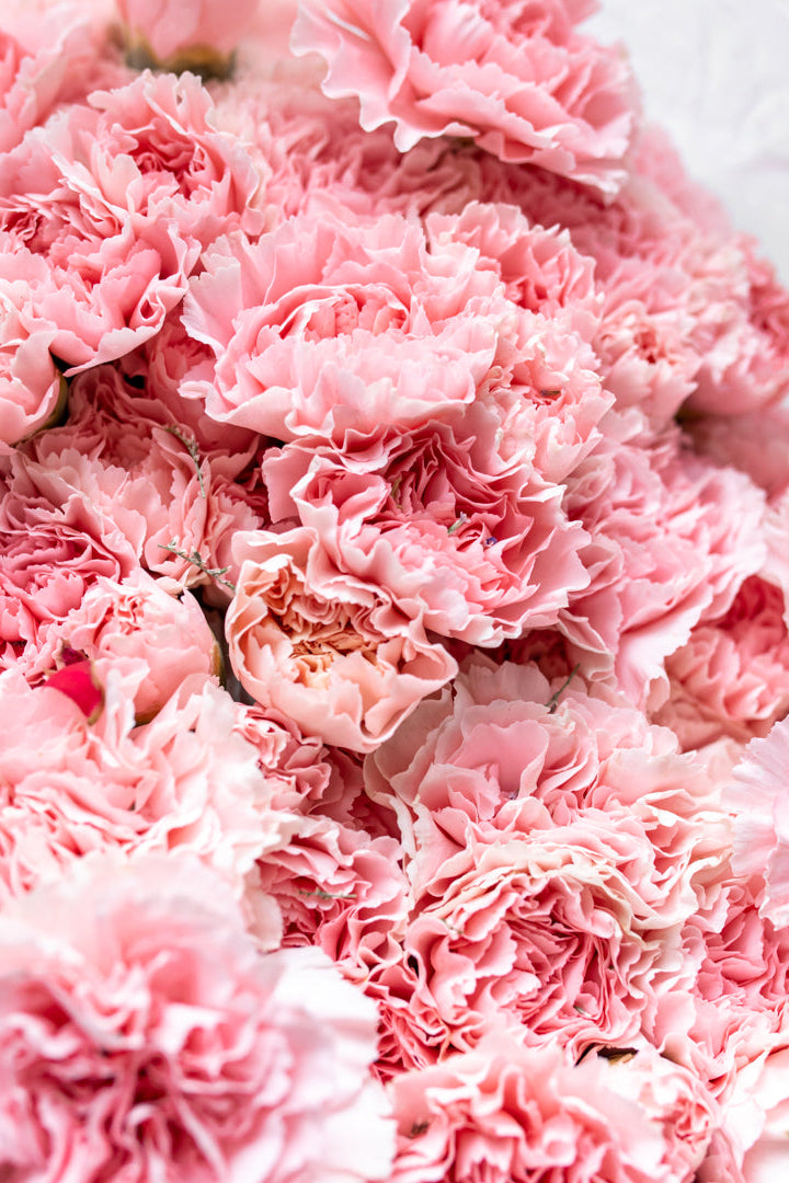 Paquete de Clavel Rosa