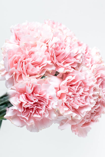 Paquete de Clavel Rosa