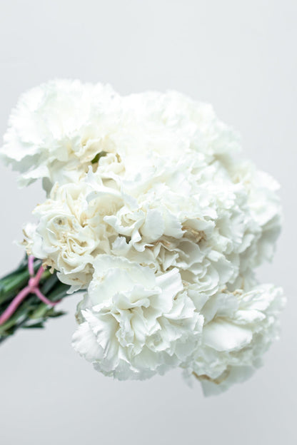 Paquete de Clavel Blanco