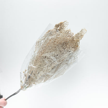 Nopal Skeleton