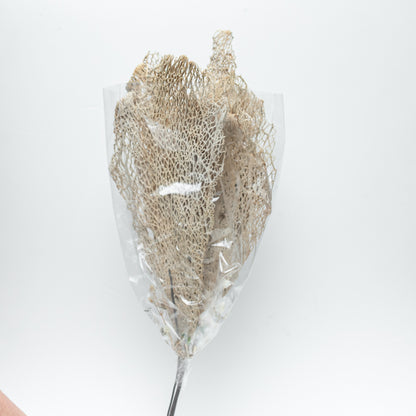 Nopal Skeleton