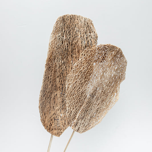 Esqueleto Nopal