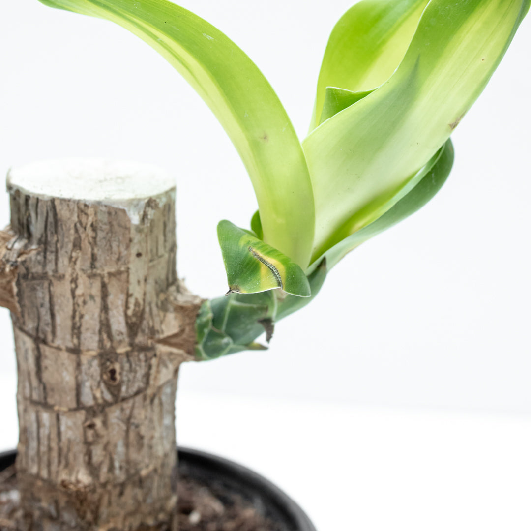 Planta Palo de Brasil