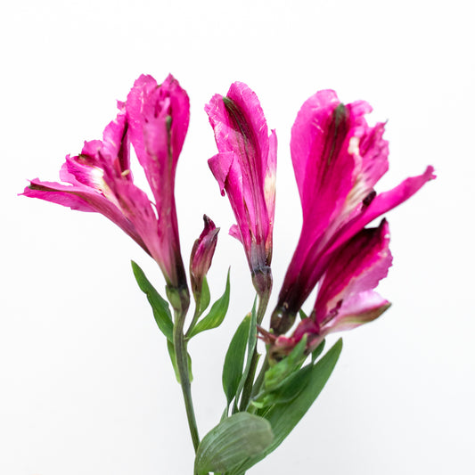 Paquete de Astromelia Morada