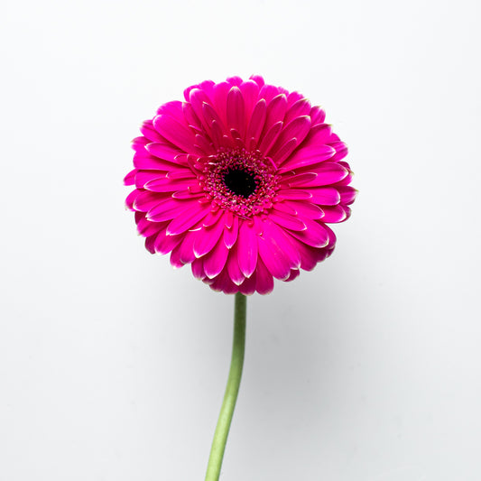 Paquete de Gerbera Fiusha
