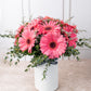 Dulce Primavera - Gerbera Rosa