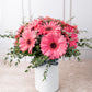 Dulce Primavera / Gerbera Rosa