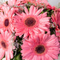 Dulce Primavera / Gerbera Rosa