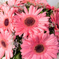 Dulce Primavera // Gerbera Rosa