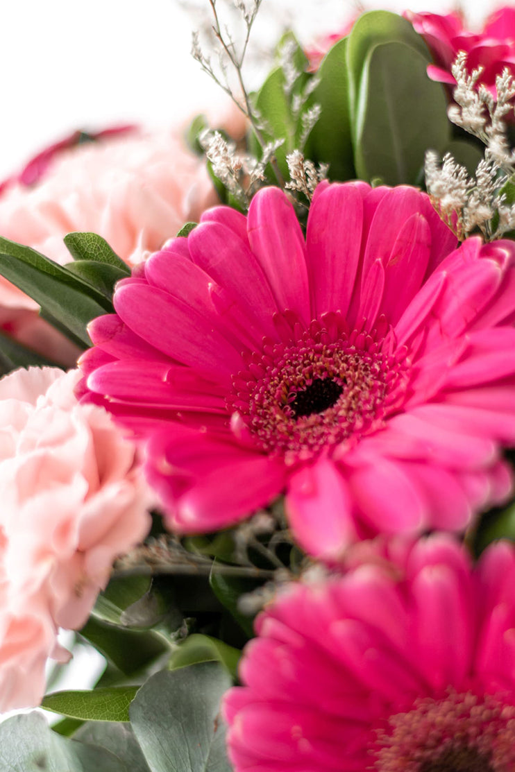 Noche en París // Gerbera Rosa y Clavel Rosa