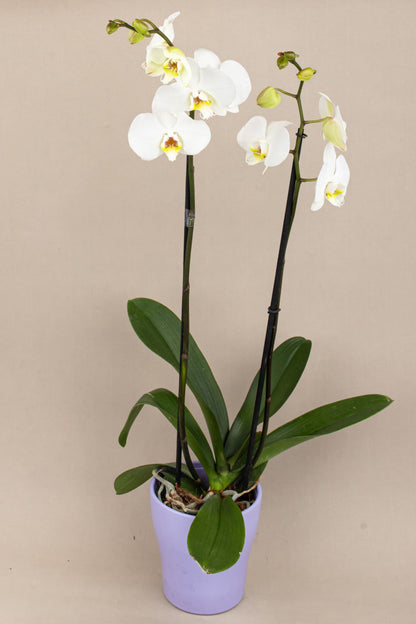 Remedios Varo - Orchid with Purple Pot